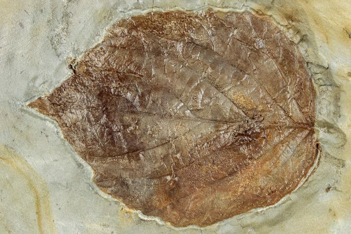 Fossil Leaf (Davidia) - Montana #262323